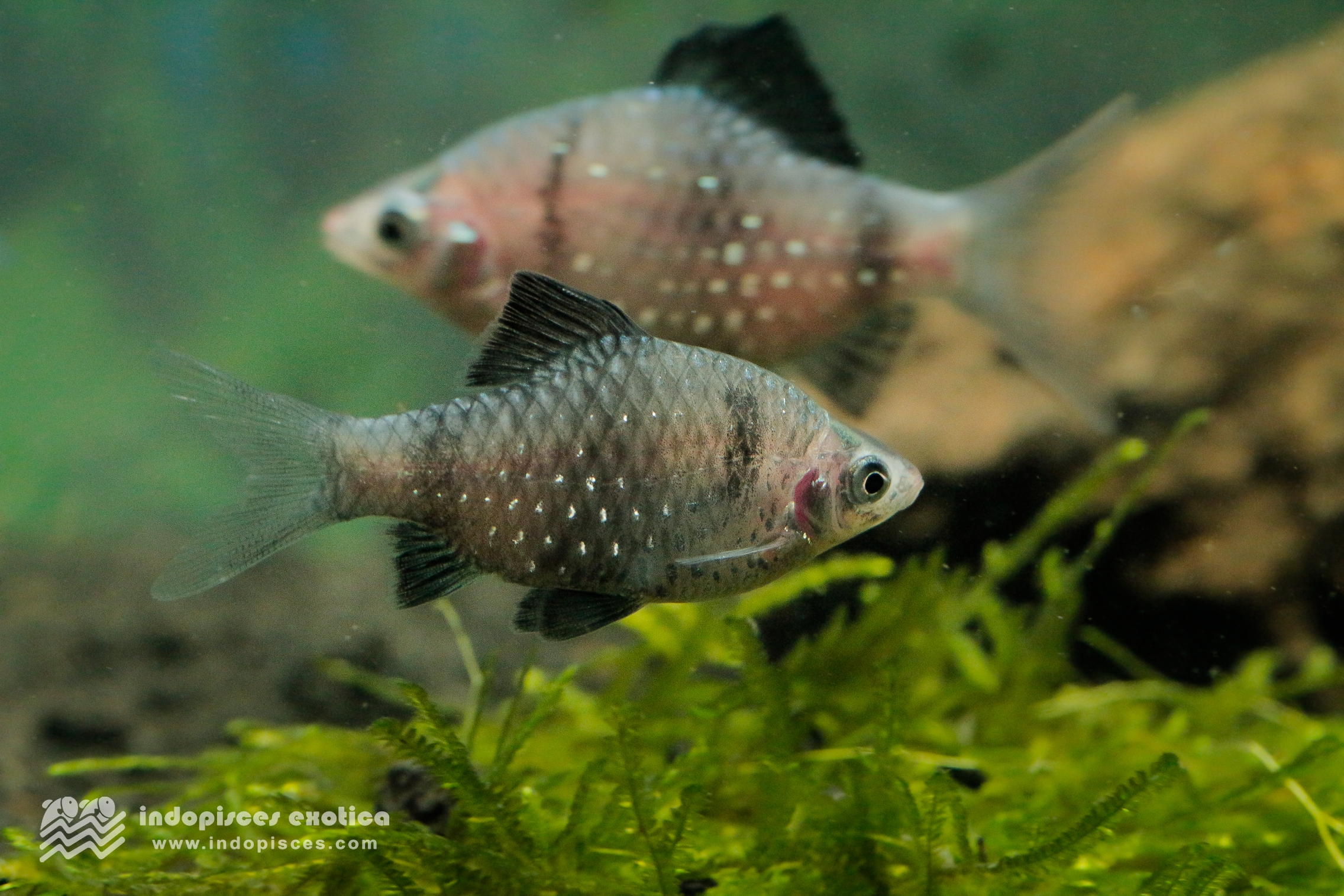 Puntius Nigrofasciatus